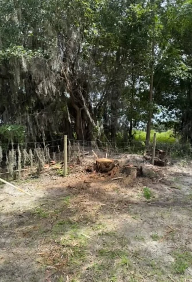 After: the palm removed and the ground cleared