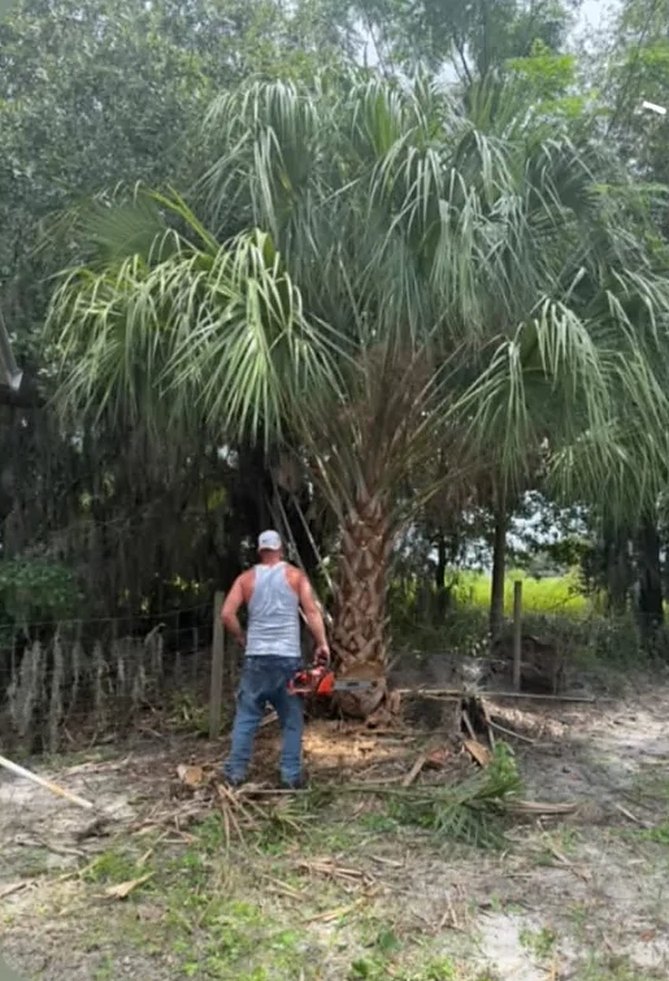 Before: a large cabbage palm with a landscaper starting the cut