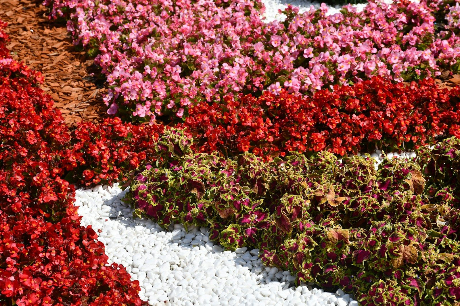 Colorful landscaped flower bed with red and pink plants and white stone border