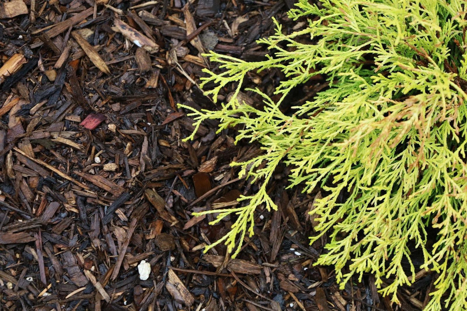 Fresh brown mulch with a bright green shrub